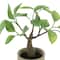 6&#x22; Ficus Tree in Brown Pot by Ashland&#xAE;